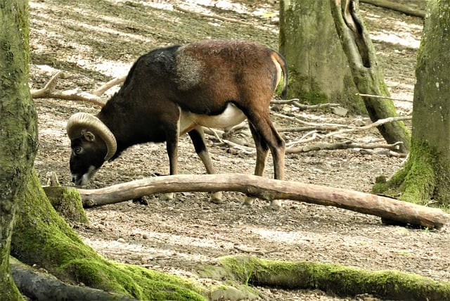 Kostenloser Download Mufflon weidet gehörntes Säugetier Park kostenloses Bild, das mit dem kostenlosen Online-Bildeditor GIMP bearbeitet werden kann
