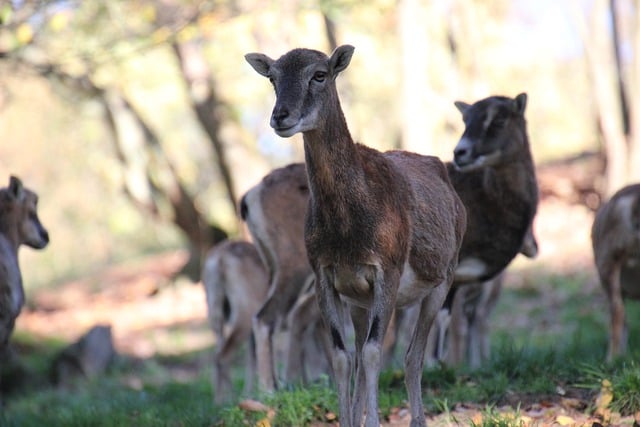 Free download mouflon herd forest light animal free picture to be edited with GIMP free online image editor