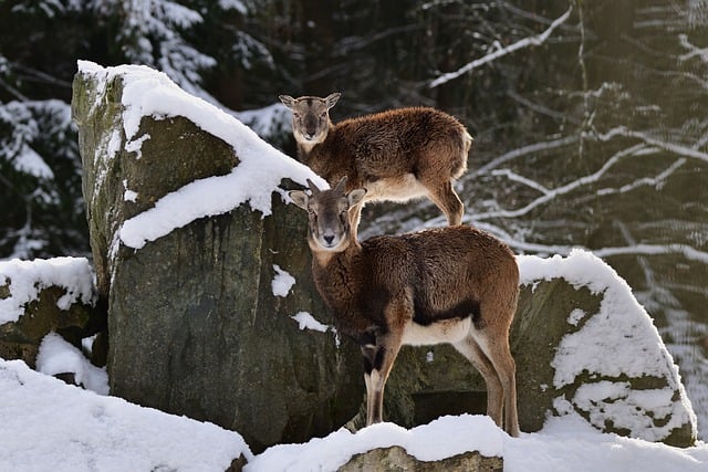 Free download mouflon rock forest nature winter free picture to be edited with GIMP free online image editor