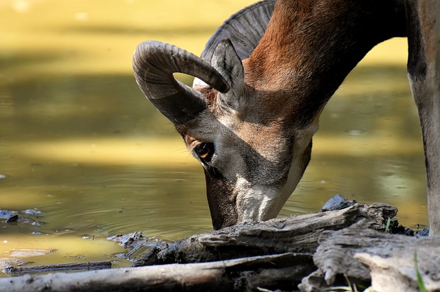 Free download mouflon wild animal european mouflon free picture to be edited with GIMP free online image editor