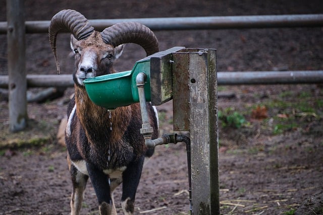 Free download mouflon wild sheep sheep mammal free picture to be edited with GIMP free online image editor