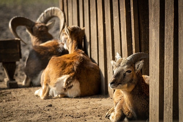 Free download mouflon wild sheep the sheep free picture to be edited with GIMP free online image editor