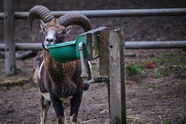 Gratis download moeflon wilde schapen het schaap zoogdier gratis foto om te bewerken met GIMP gratis online afbeeldingseditor