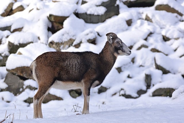 Free download mouflon winter snow rock young free picture to be edited with GIMP free online image editor
