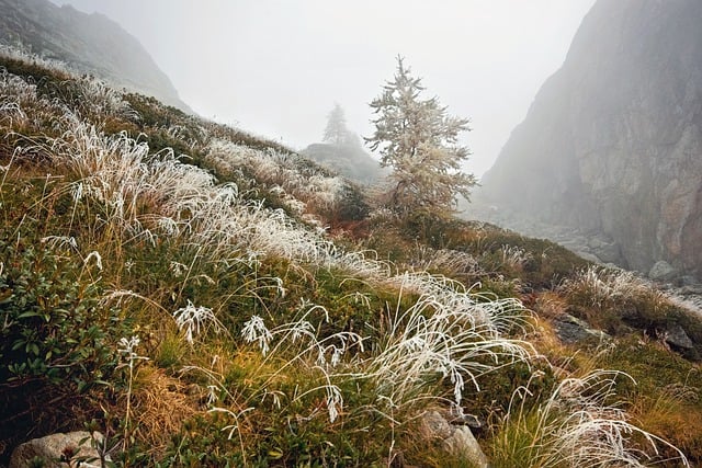 Scarica gratuitamente l'immagine gratuita dell'erba autunnale delle Alpi di montagna da modificare con l'editor di immagini online gratuito GIMP