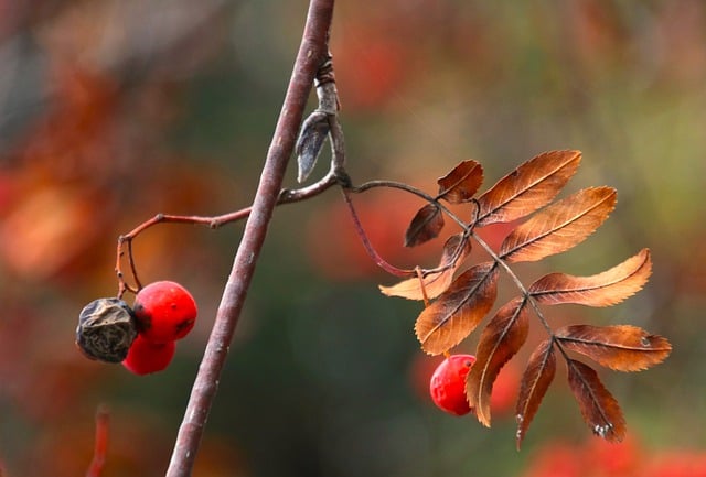 Free download mountain ash autumn dry leaf free picture to be edited with GIMP free online image editor