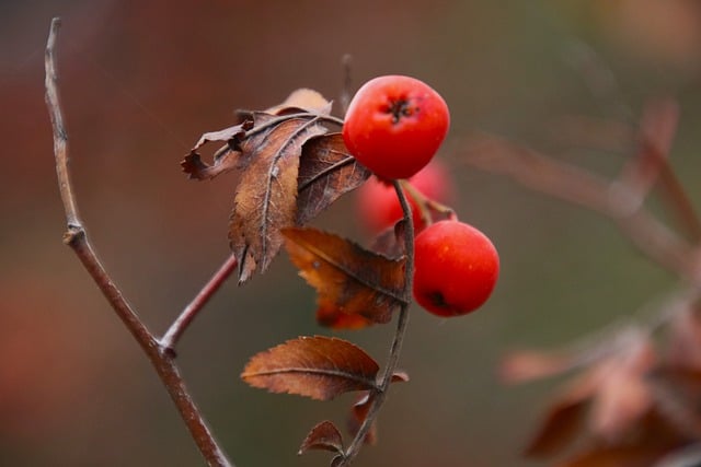 Free download mountain ash dry leaf autumn free picture to be edited with GIMP free online image editor