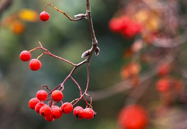 Free download mountain ash sprig red fruit autumn free picture to be edited with GIMP free online image editor