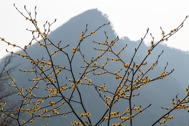 Free download mountain blossom yellow spring free picture to be edited with GIMP free online image editor