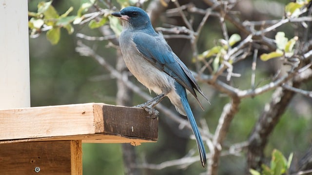 Kostenloser Download von Mountain Bluebird Bird Bird Feeder, kostenloses Bild zur Bearbeitung mit dem kostenlosen Online-Bildeditor GIMP