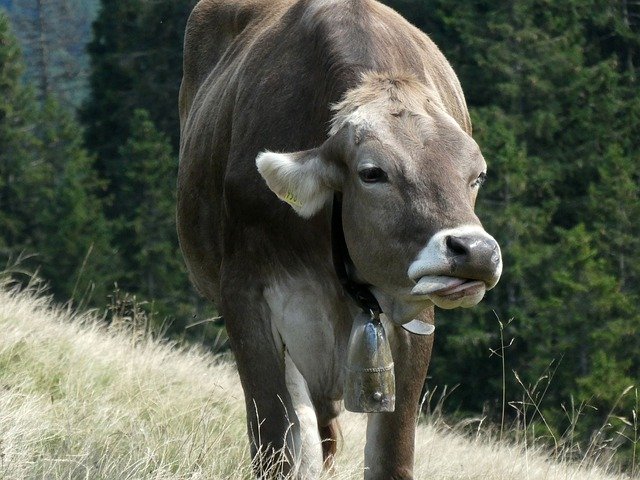 Free download Mountain Cow Tongue Alpine -  free photo or picture to be edited with GIMP online image editor