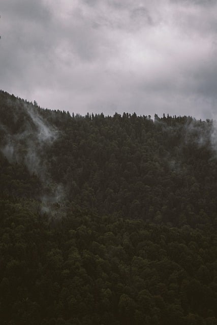 免费下载山地森林景观自然免费图片，使用 GIMP 免费在线图像编辑器进行编辑