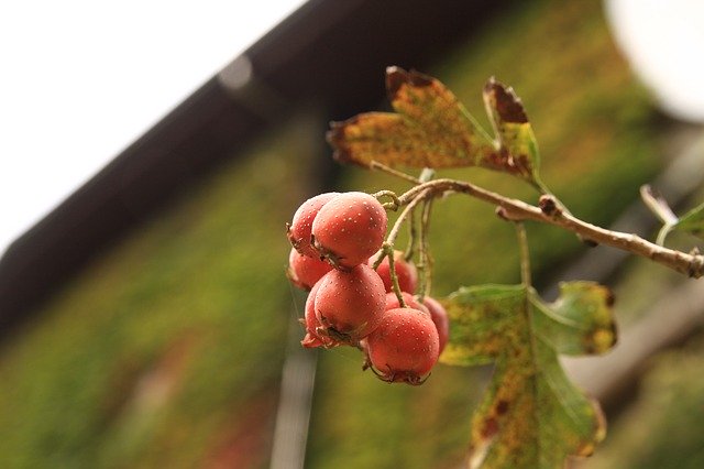 Free download Mountain Fruit Nature Wood Heat -  free photo or picture to be edited with GIMP online image editor