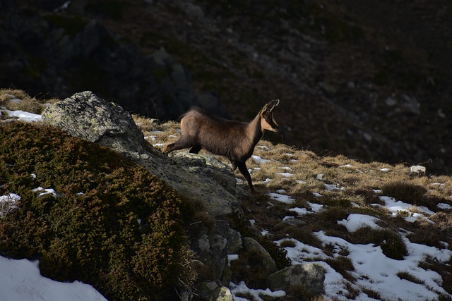 Free download mountain isard chamois mammal snow free picture to be edited with GIMP free online image editor