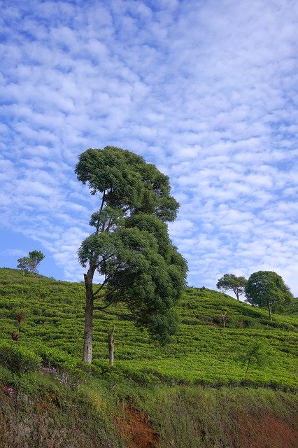 دانلود رایگان قالب عکس Mountain Landscape Forest برای ویرایش با ویرایشگر تصویر آنلاین GIMP