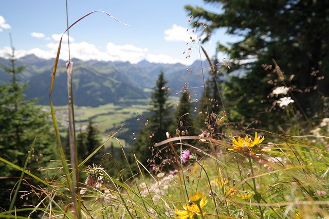 Muat turun percuma Mountain Meadow Flowers Flower - foto atau gambar percuma untuk diedit dengan editor imej dalam talian GIMP