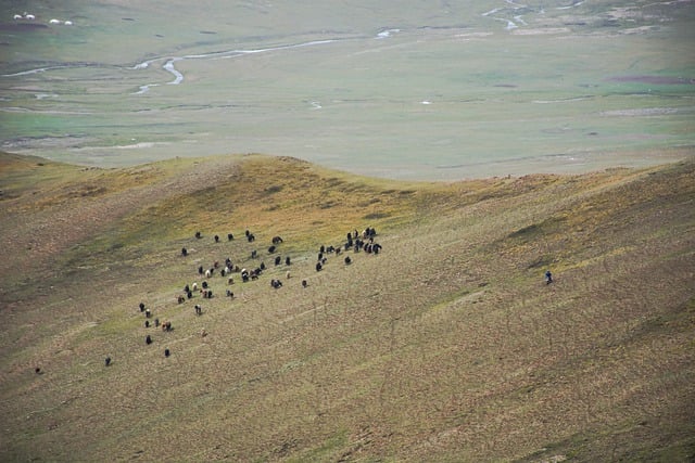 Free download mountain nature yaks mongolia free picture to be edited with GIMP free online image editor