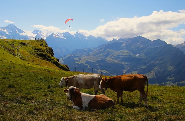 Free download mountain pasture alpine tops free picture to be edited with GIMP free online image editor