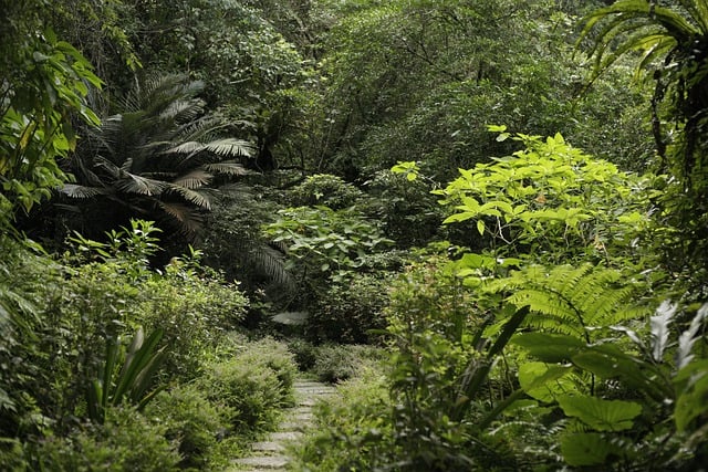 Free download mountain pathway grass forest free picture to be edited with GIMP free online image editor