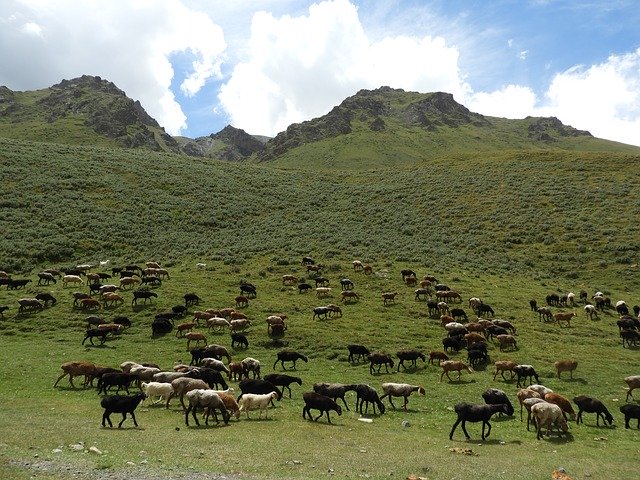 Free download Mountains Alpine Meadow Pasture -  free photo or picture to be edited with GIMP online image editor