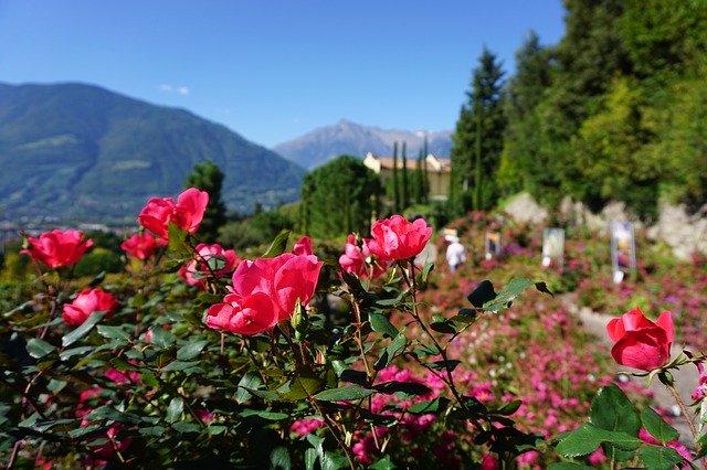 Free download Mountains Castle Roses -  free photo or picture to be edited with GIMP online image editor