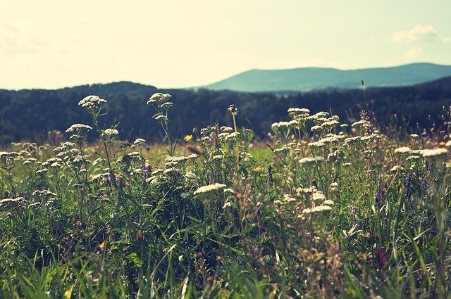 Download gratuito Montagne Fiore Natura - foto o immagine gratis da modificare con l'editor di immagini online di GIMP