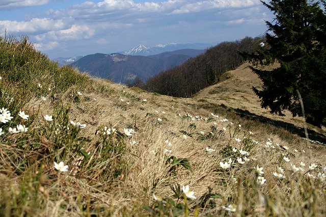 تحميل مجاني Mountains Forest Glade - صورة مجانية أو صورة لتحريرها باستخدام محرر الصور عبر الإنترنت GIMP