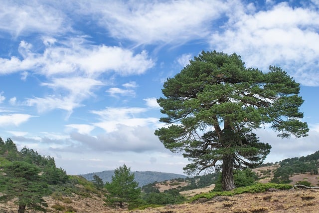 Free download mountains forest hiking pine tree free picture to be edited with GIMP free online image editor