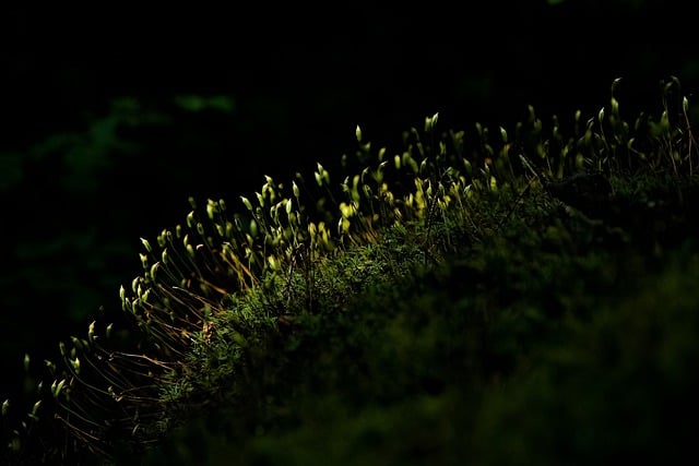 Free download mountains forest spring litter free picture to be edited with GIMP free online image editor