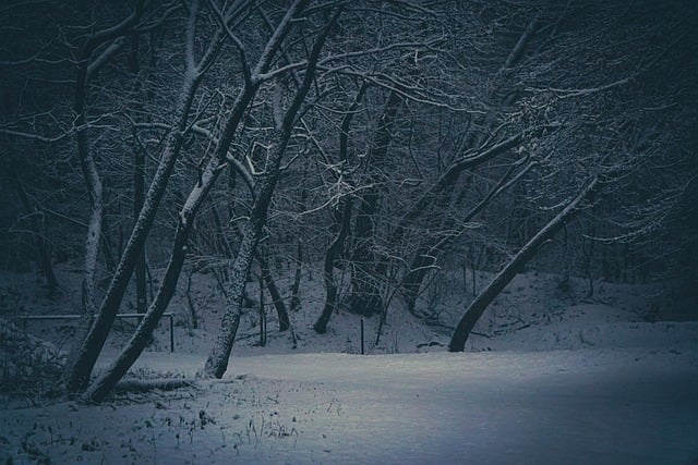 Free download mountains forest trees snowy free picture to be edited with GIMP free online image editor
