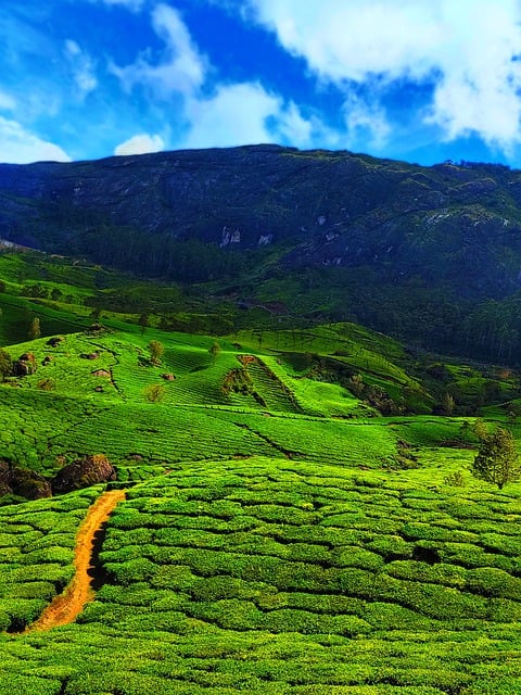 Free download mountains hills field tea green free picture to be edited with GIMP free online image editor
