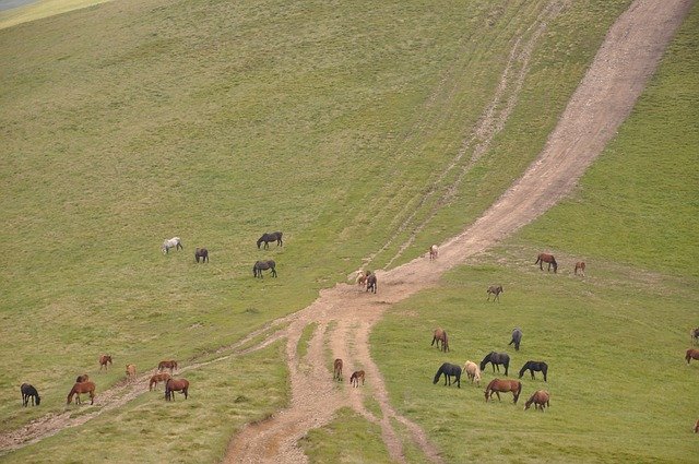 Free download Mountains Horse -  free photo or picture to be edited with GIMP online image editor