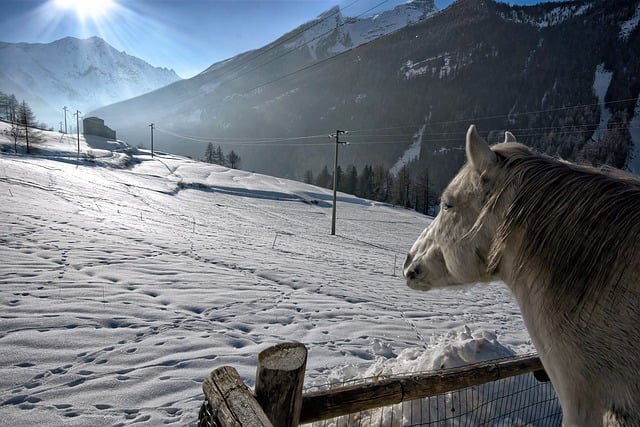 Scarica gratuitamente l'immagine gratuita del recinto del cavallo bianco delle nevicate di montagna da modificare con l'editor di immagini online gratuito GIMP