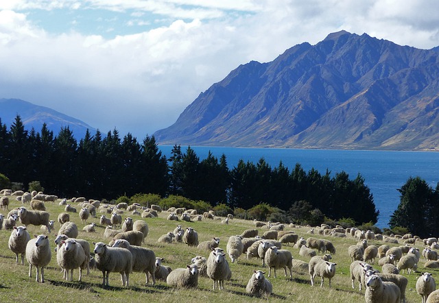 Free download mountains sheep lake new zealand free picture to be edited with GIMP free online image editor