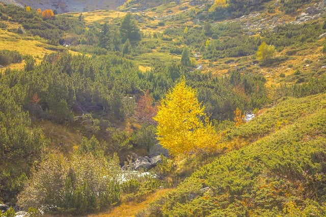 Free download mountain stream foliage trees free picture to be edited with GIMP free online image editor