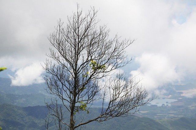 تحميل مجاني Mountains Tree - صورة مجانية أو صورة لتحريرها باستخدام محرر الصور عبر الإنترنت GIMP