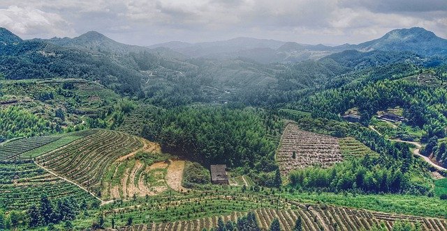 Téléchargement gratuit de thé de montagne dans les zones rurales - photo ou image gratuite à éditer avec l'éditeur d'images en ligne GIMP