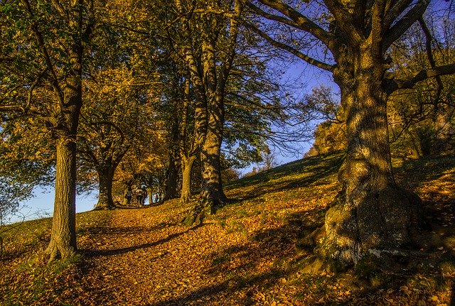 Bezpłatne pobieranie Mountain Trees Autumn - bezpłatne zdjęcie lub obraz do edycji za pomocą internetowego edytora obrazów GIMP