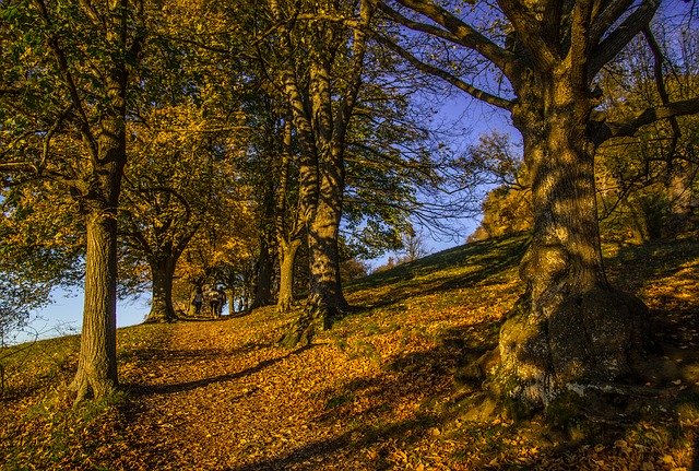 Free download Mountain Trees Autumn -  free photo or picture to be edited with GIMP online image editor