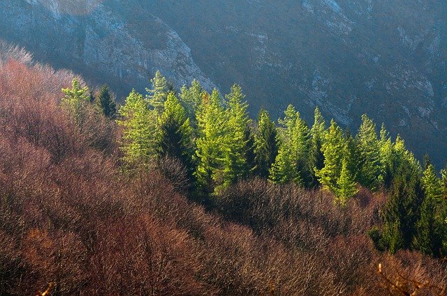 Free download mountain trees forest slope nature free picture to be edited with GIMP free online image editor