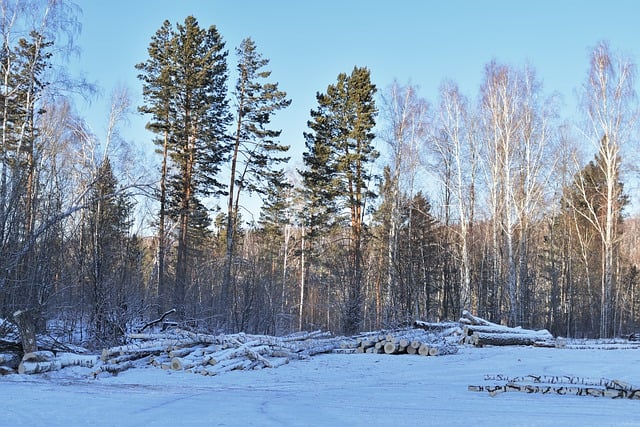 Free download mountain trees snow ice frost free picture to be edited with GIMP free online image editor