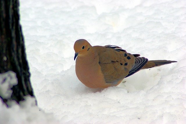Free download Mourning Dove In Snow -  free photo or picture to be edited with GIMP online image editor