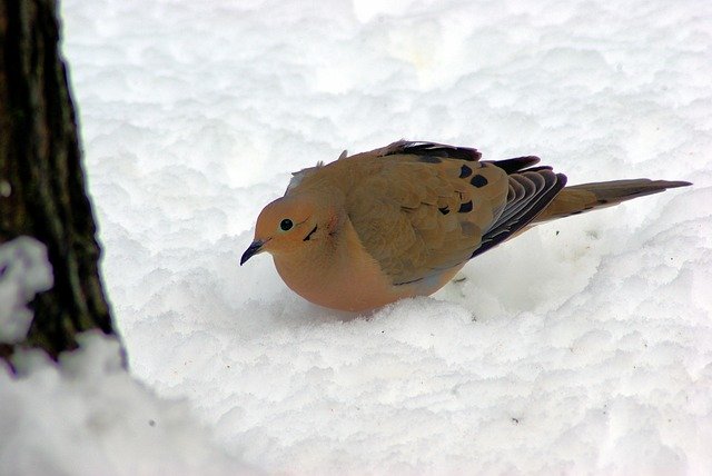 הורדה חינם Mourning Dove In Winter - תמונה או תמונה בחינם לעריכה עם עורך התמונות המקוון GIMP