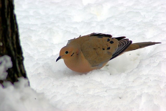 Libreng download Mourning Dove In Winter - libreng larawan o larawan na ie-edit gamit ang GIMP online na editor ng imahe