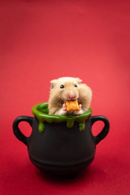 Scarica gratuitamente l'immagine gratuita di sfondo adorabile animale del mouse da modificare con l'editor di immagini online gratuito GIMP