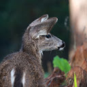 Mouse Fur Deer  screen for extension Chrome web store in OffiDocs Chromium