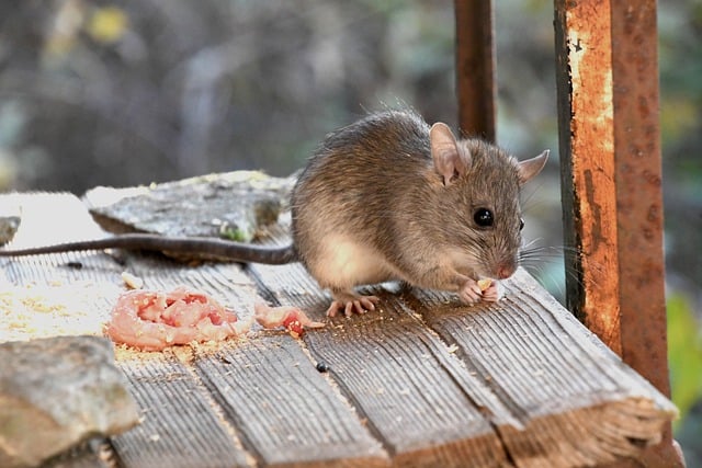 Free download mouse mammal rodent to eat small free picture to be edited with GIMP free online image editor