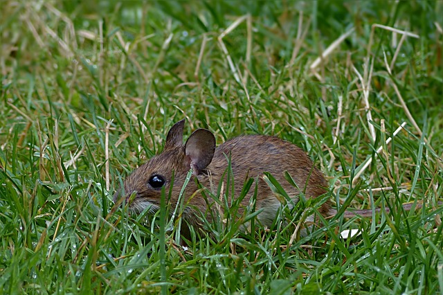 Free download mouse rodent mus musculus cute free picture to be edited with GIMP free online image editor