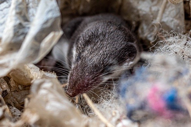 Free download Mouse Shrew Dormouse -  free photo or picture to be edited with GIMP online image editor