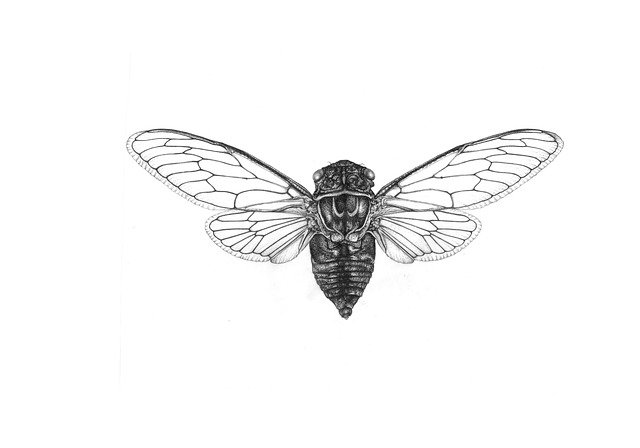 قم بتنزيل Muchówki Insect Animals - رسم توضيحي مجاني ليتم تحريره باستخدام محرر الصور المجاني عبر الإنترنت من GIMP